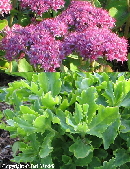 Sedum telephium 'Bengt Fagerstrm', punaisomaksaruoho